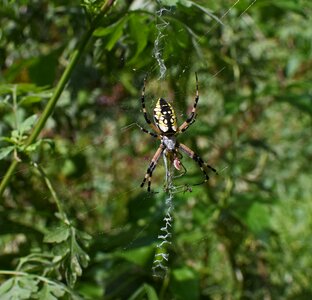On web arachnid animal