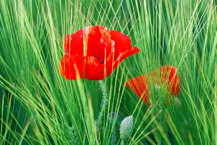 Poppy red wheat field photo