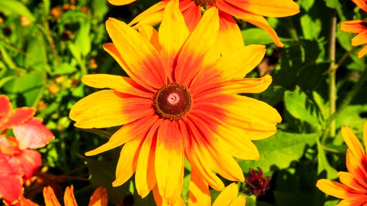 Nature summer joy of life