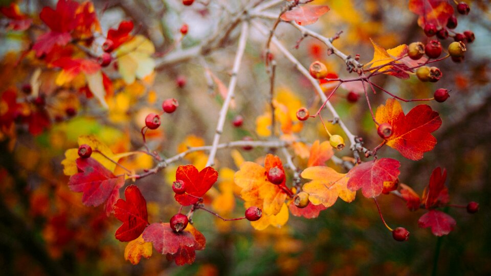 Trees branches brown leaf photo