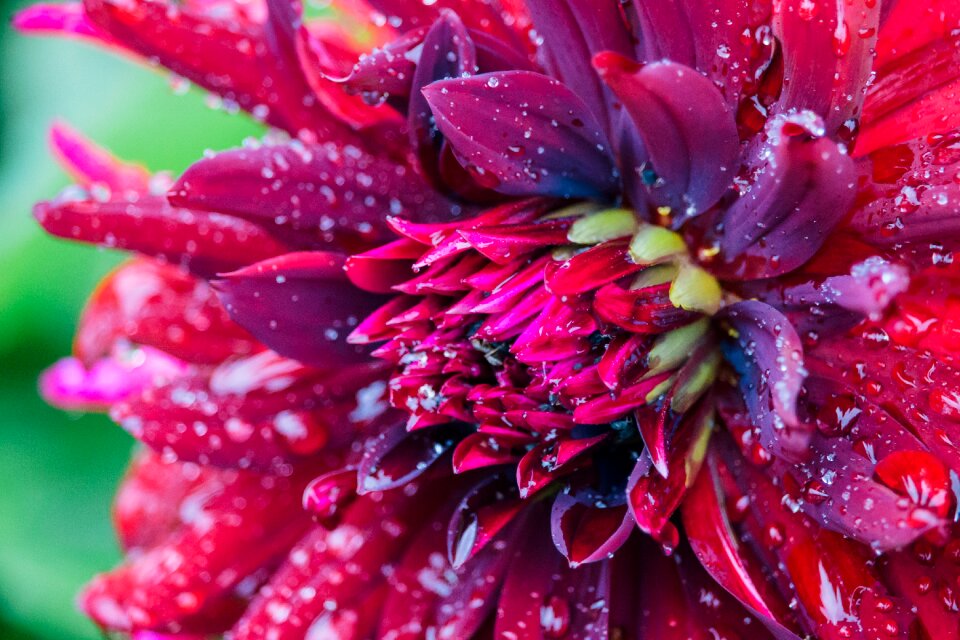 Plant nature droplets