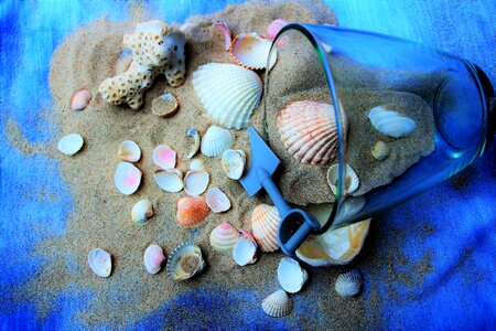 Shells the tropical crustaceans