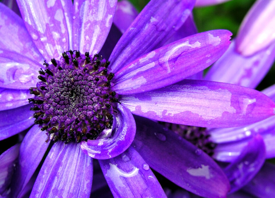 Petal beautiful floral