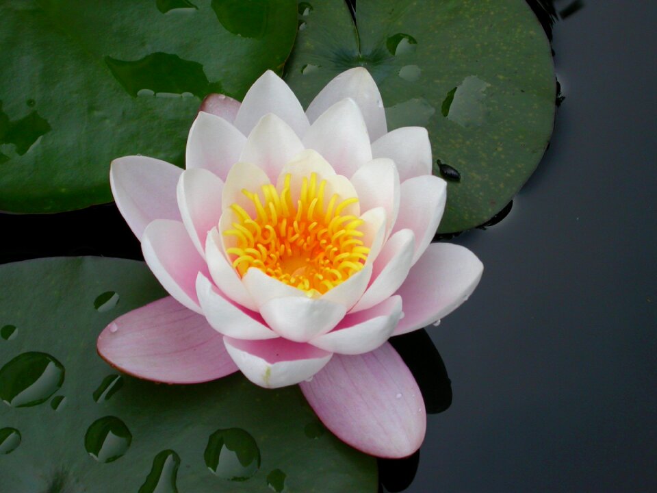 Water lily pink drop of water