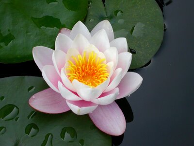 Water lily pink drop of water