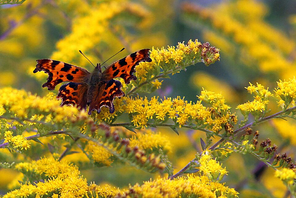 Flower summer insect