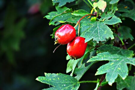 Wild rose nature fruit