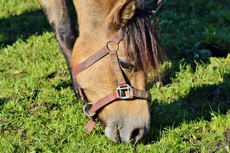 Equestrian coupling animal
