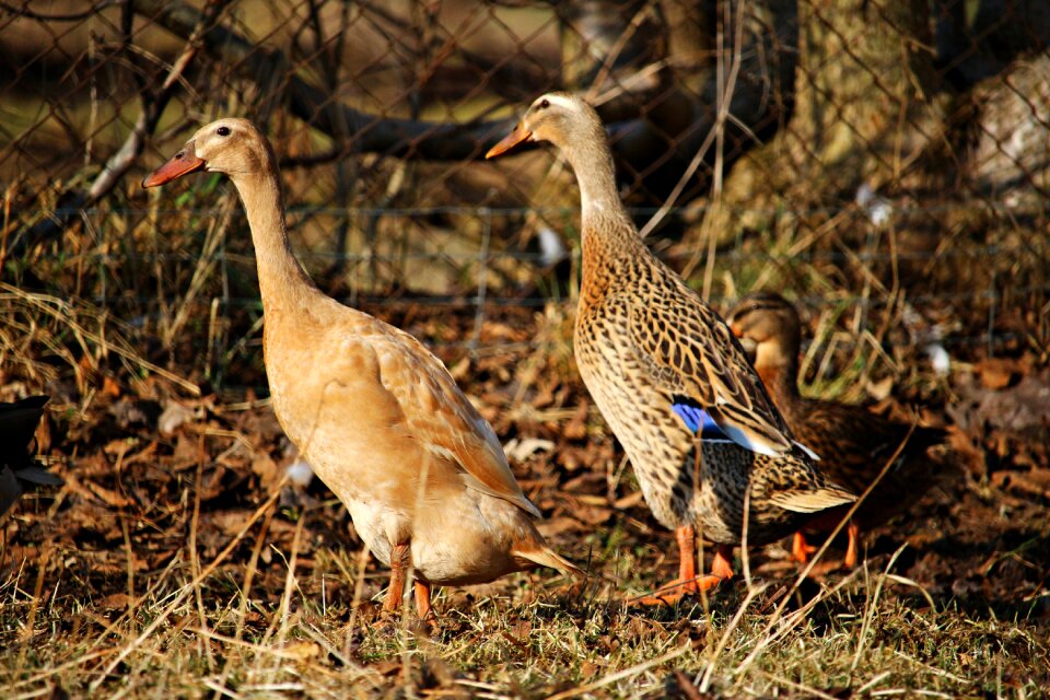 Bird animal nature