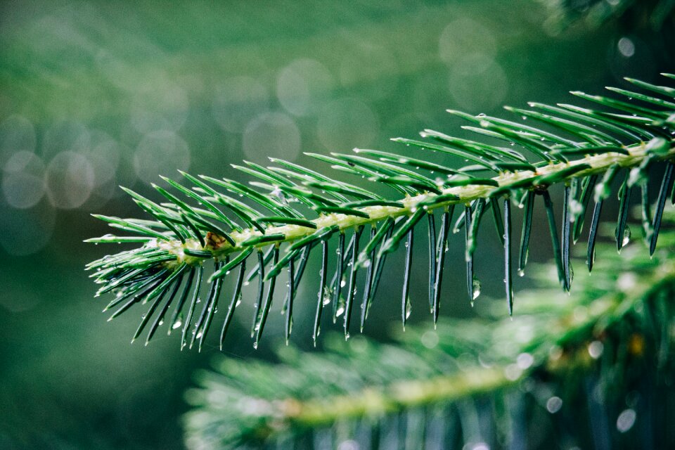 Drop green pine
