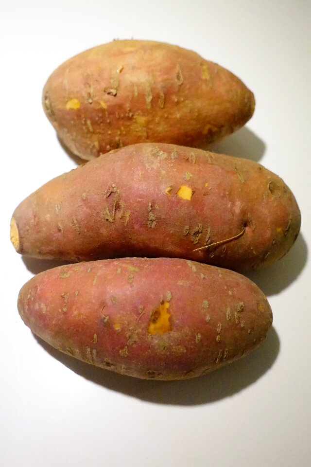 White potato tuber winds crop wind greenhouse