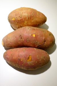 White potato tuber winds crop wind greenhouse
