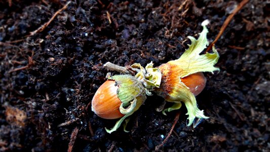 Hazel hazelnut earth