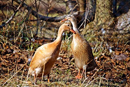 Nature animal world animal