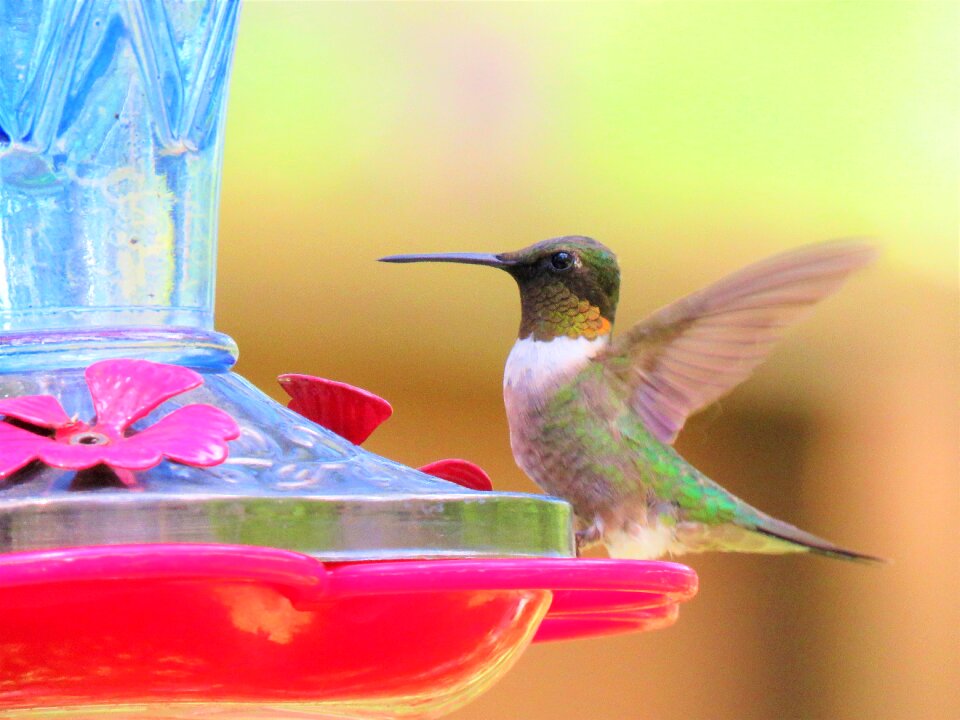 Colorful wildlife hummingbird