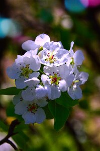 Wood branch leaf plants photo