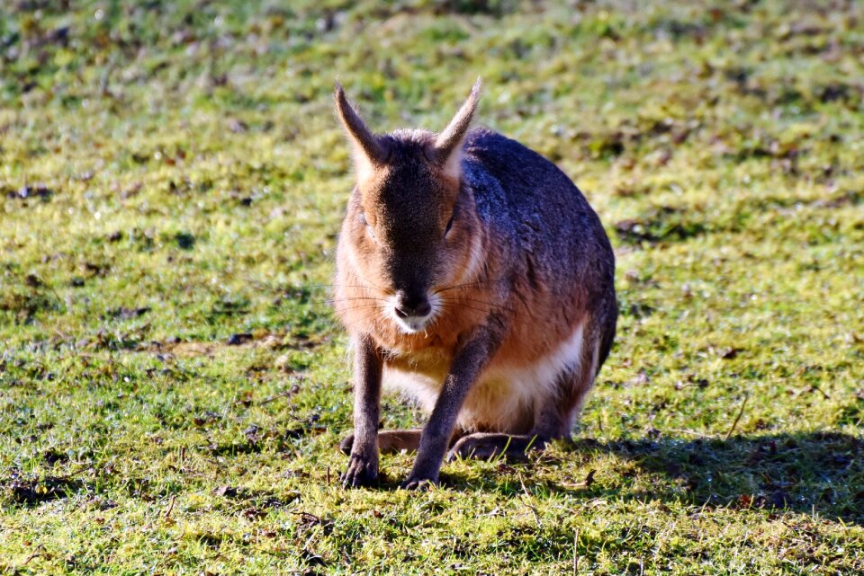 Long eared rabbit wild rabbit