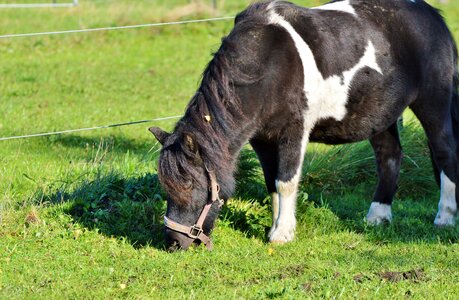 Brown small horse breed