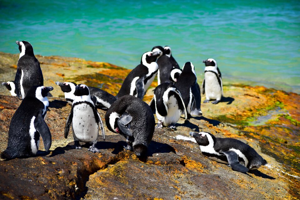 African penguins animal outdoors