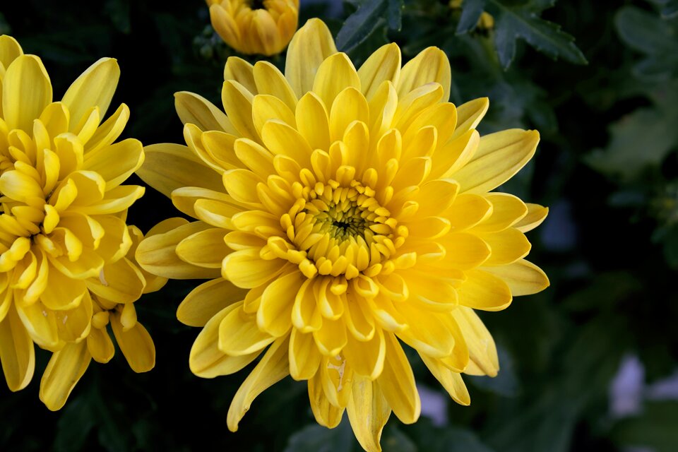 Small flower spring composite flower