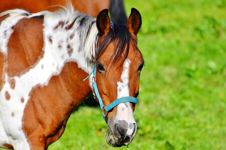 Equestrian coupling animal photo