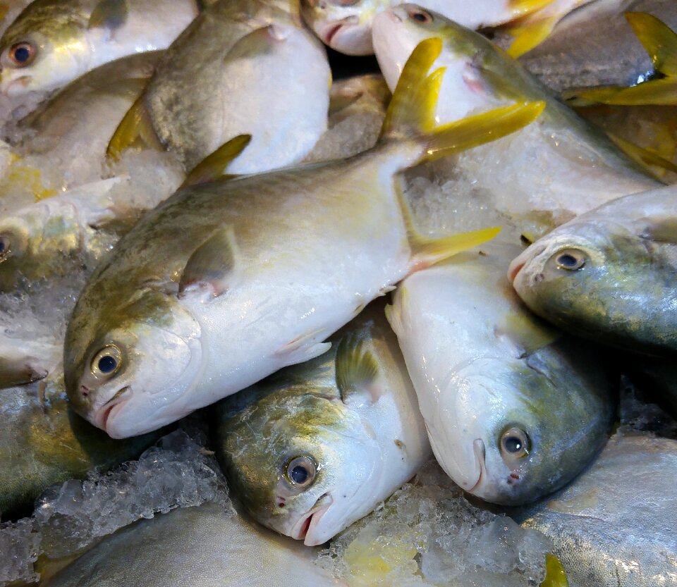 Market marine freshness