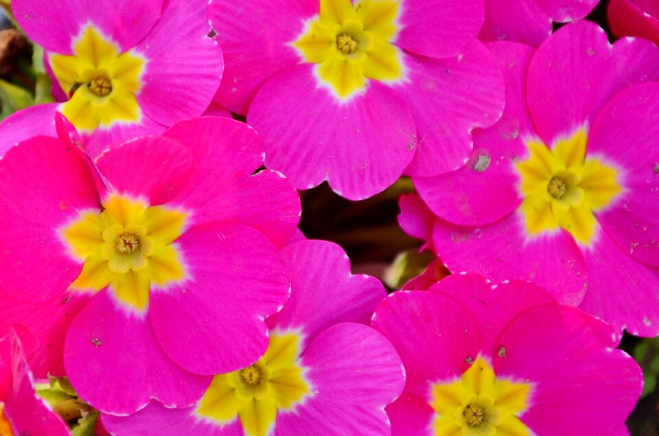 Summer bloom natural