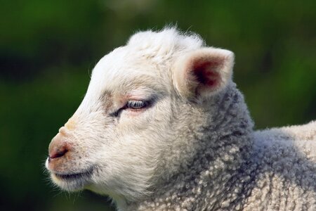 Cute lamb sheep photo