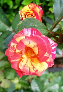 Plants shrubs floral