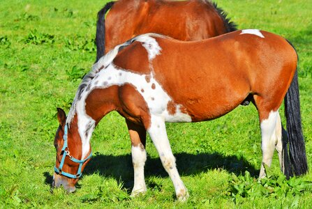 Equestrian coupling animal photo