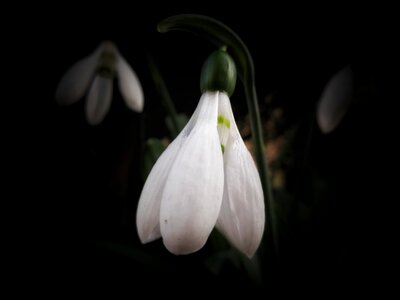 Spring nature blossom