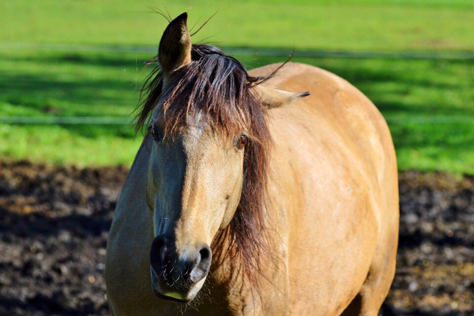 Equestrian coupling animal
