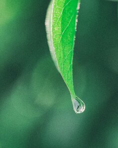 Nature rain drop photo