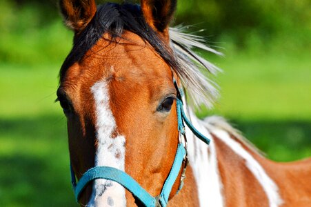 Equestrian coupling animal photo