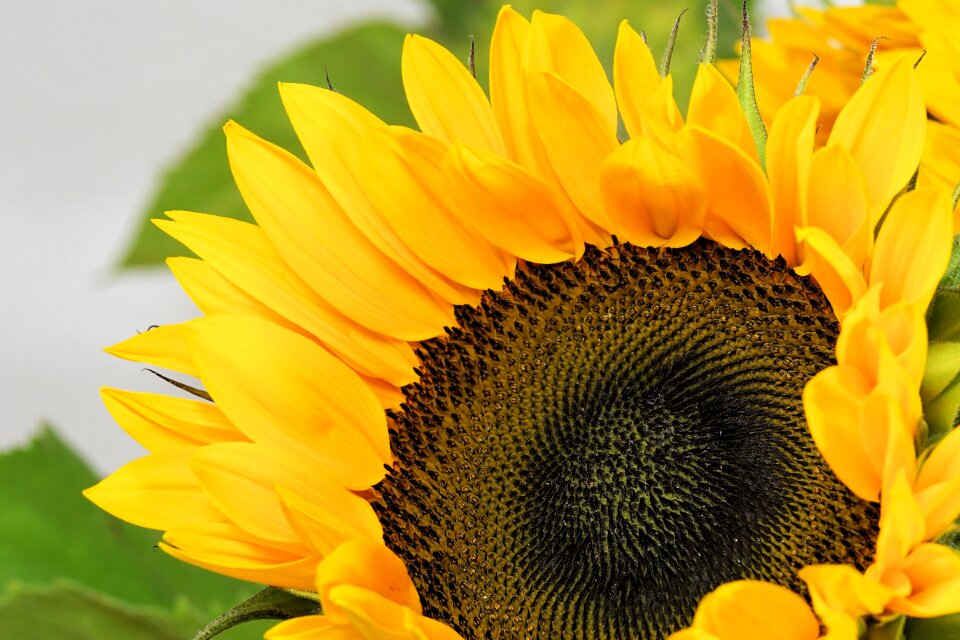 Bloom yellow nature