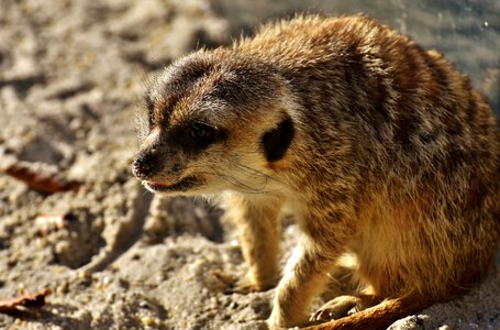 Animal nature mammal