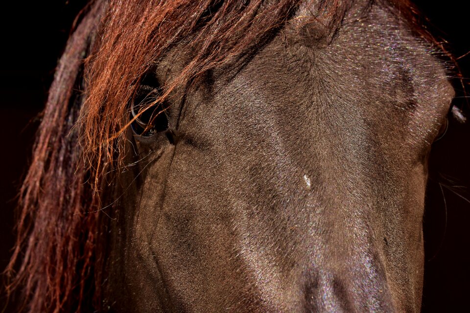 Eyes head animal