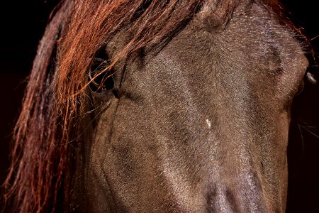 Eyes head animal