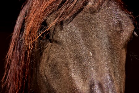 Eyes head animal photo