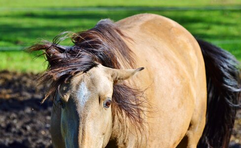 Equestrian coupling animal photo