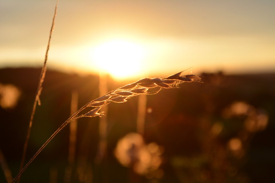 Landscape nature field