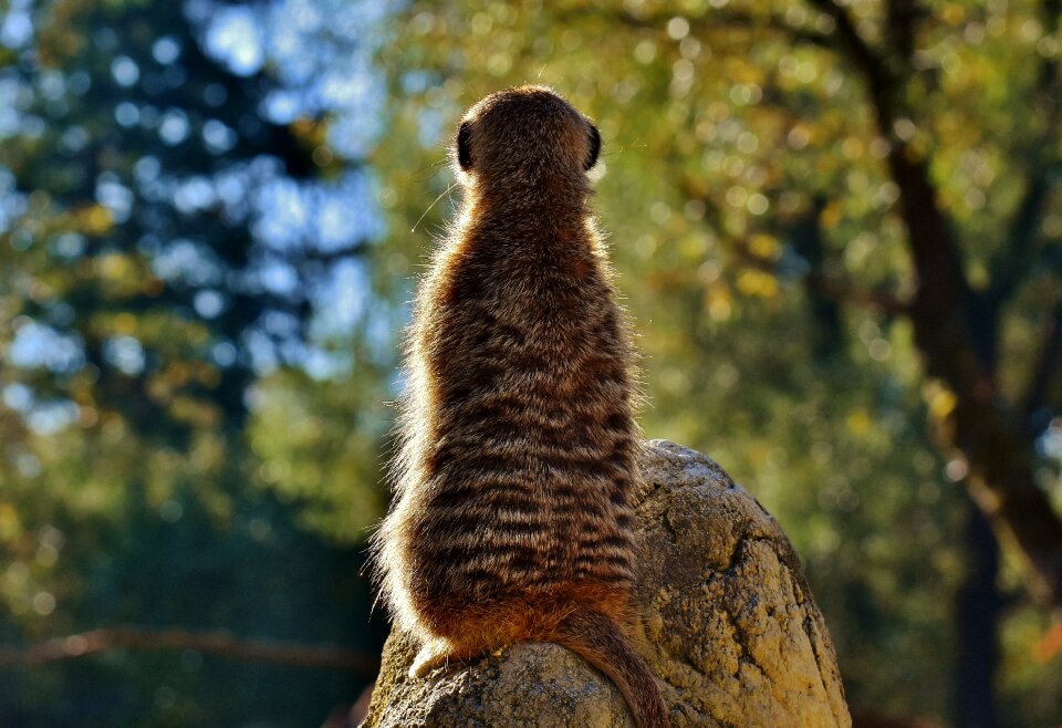 Animal nature mammal