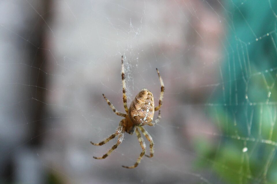 Insects living nature araneus