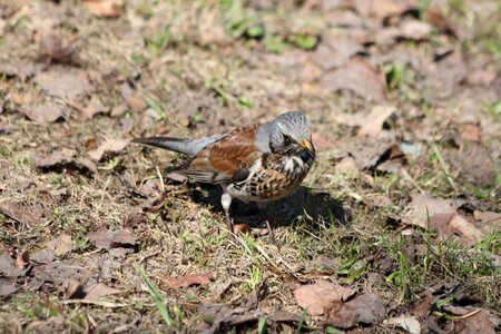 Animals pen thrush photo