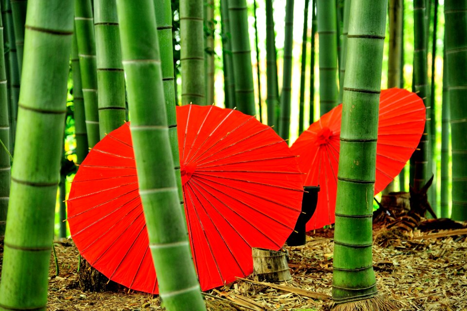Kodai-ji temple bamboo bangasa white