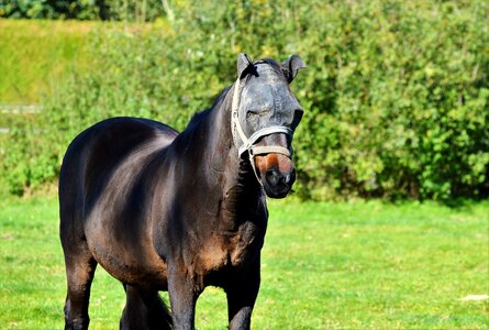 Protection flying saddle horse