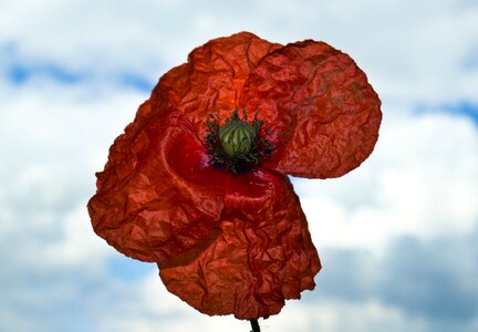Poppy nature color