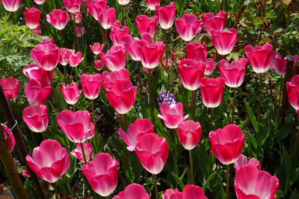 Tulpenbluete spring blossom