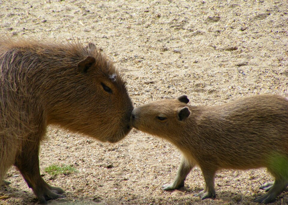 Nature wild capybara