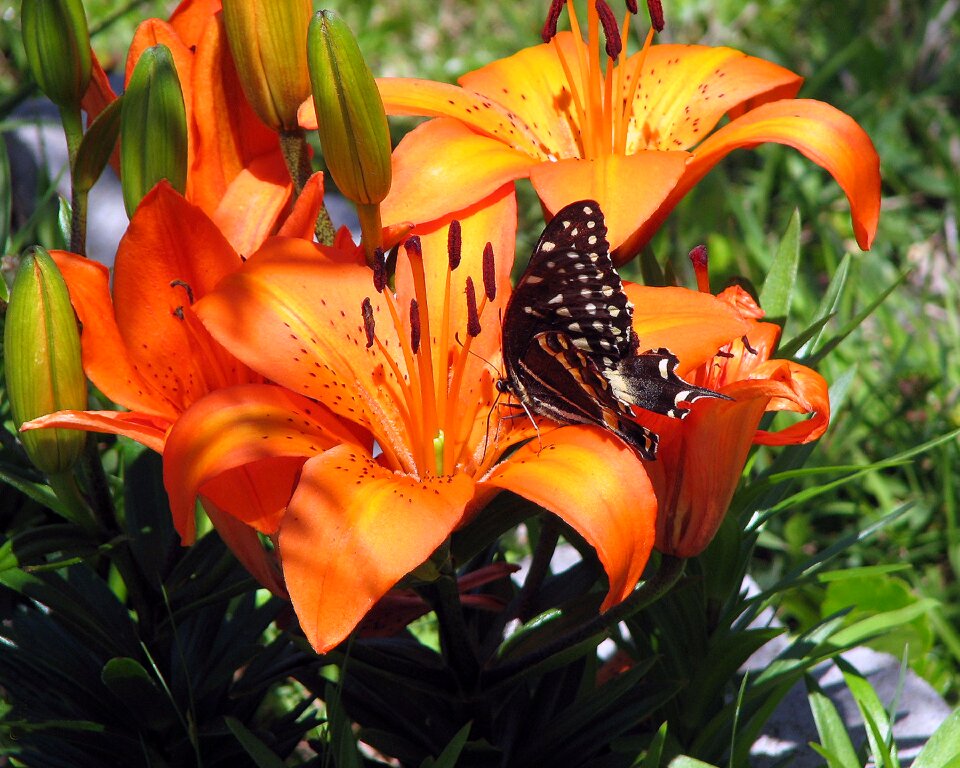 Lily macro elegance